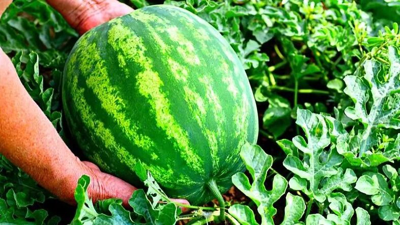 hoe je een rijpe watermeloen kiest